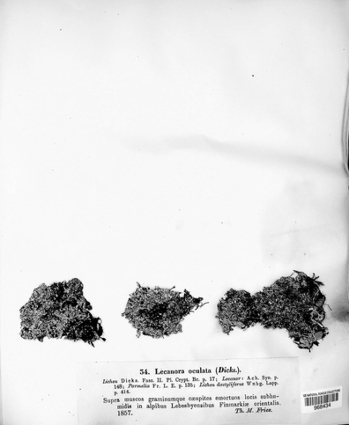 Pertusaria oculata image